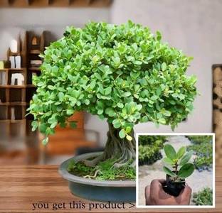 Cloud Farm Chinese Evergreen Plant