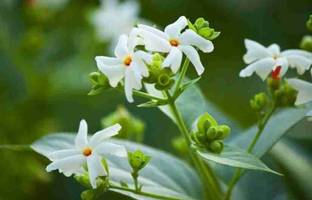 Axotic Plant Hub Shiuli Parijat/Harsingar Plant