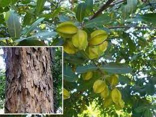 JAZEERA Terminalia/Arjuna Plant
