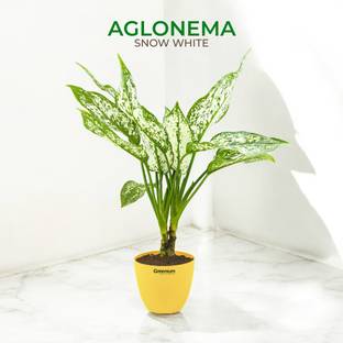 Greenium Aglaonema Plant