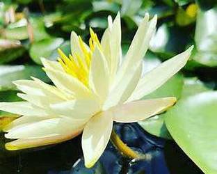 PlantsMart Lily Plant