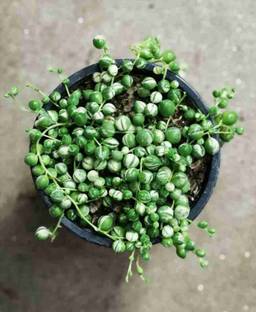 Amazing Gurden String pearls String of Pearls