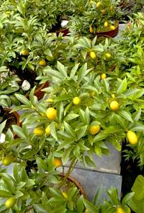 Trees Lemon Plant