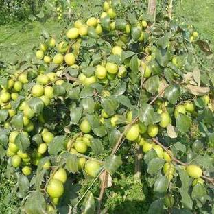 PB HONEY PRIYA PLNTS Apple Plant