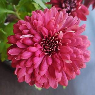 CHOUDHARY PLANTHUB Chrysanthemums/ Guldavari Plant