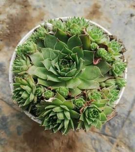 Jai shree laxmi kamal Crasulla Ovata Plant