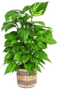 PetalPath Money Plant