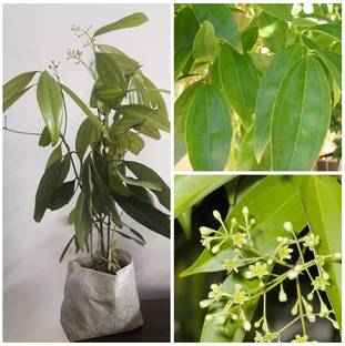 Cloud Farm Bay Leaf Plant