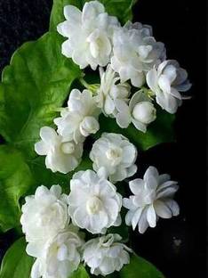 Cloud Farm Mogra Flowering Plant