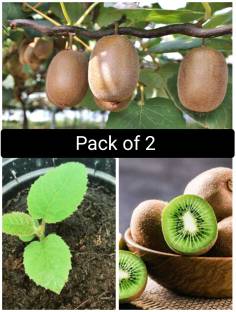 Cloud Farm Kiwi Plant