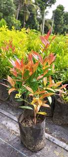 Bijaya Online Store Cissus Plant