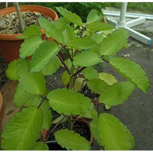 natikrd Bryophyllum Pinnatum/Patharchatta Plant