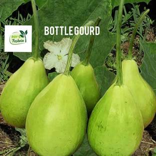 रॉयज़ फैशन लौकी पौधा