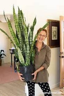 ABEFARIYA Snake Plant