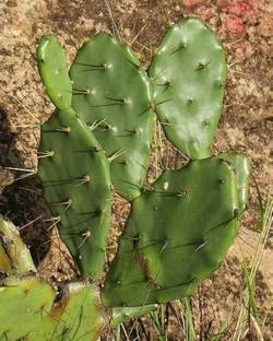 Shiv-Shakti Group Cactus Opuntia Microdasys Plant