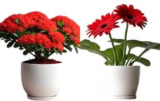 AloGardening Star Flower Plant