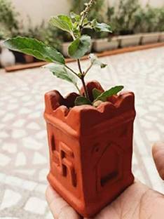 ABEFARIYA Tulsi Plant