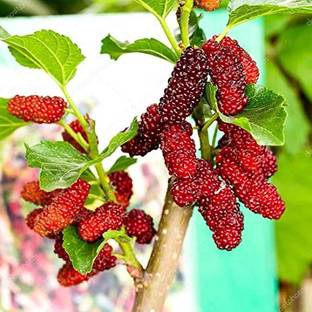 HYBRID Shahtoot/Mulberry Plant