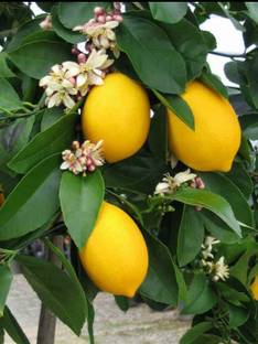 RM LIVE PANT Lemon Plant