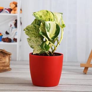 Saeedia plant hub Acanthocerous Tetragonous Mons Variegated Fairy Castle Plant