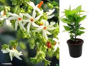 SKDIYA Parijat/Harsingar Plant