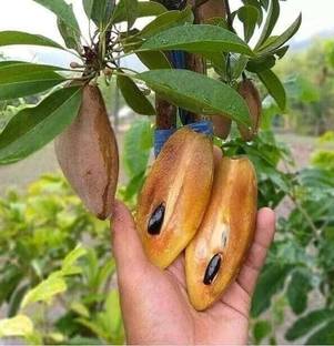 Thai All Time Grafted Chiku Plant