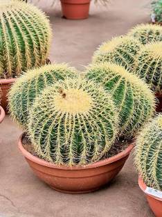 PROGOTI BOTANY Barrel Cactus Plant