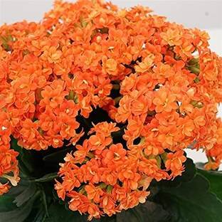 Cloud Farm Kalanchoe Plant