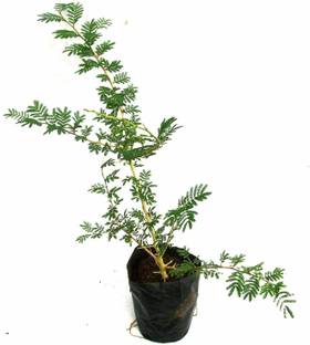 greenhousestore Shami/Jand Plant