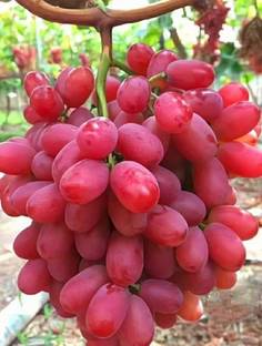 SK GROUP Grapes Plant