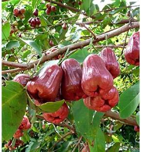 Cloud Farm Water Apple Red Plant