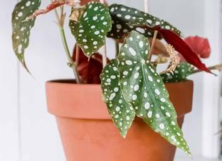 LifeShowMe Angel Wing Begonia Plant