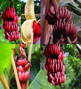 GreenyOn Banana Plant