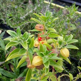 Cloud Farm Ashwagandha/Indian Ginseng