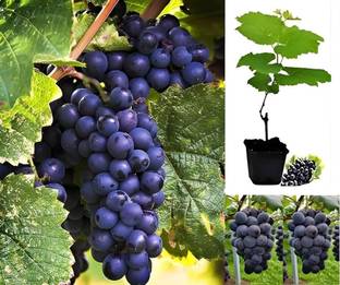GISLENUS Grape Plant