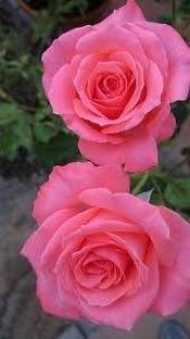 GOLAP Rose Plant