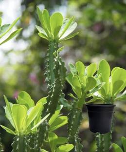 BROTHERS SMD Moon Cactus Plant