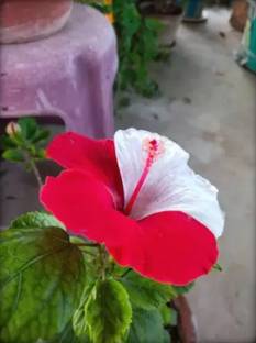 joybucks Hibiscus Plant