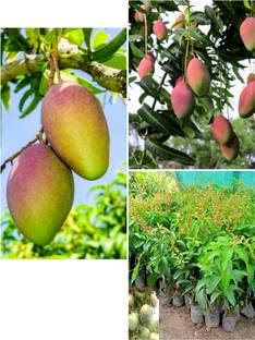Miyazaki Grafted Mango Plant