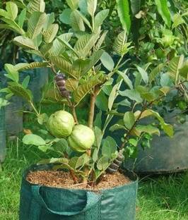 Click to buy Guava Plant