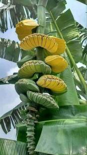 Ukanda Banana Plant