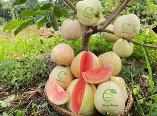 Cloud Farm Guava Plant