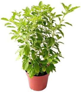 Trees Tulsi Plant