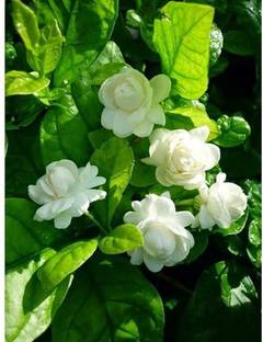 chiku Jasmine Plant