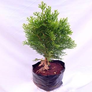 AloGardening Platycladus/Morpankhi Plant