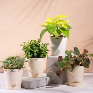 UGAOO Golden Money Plant, Jade Plant, Fittonia plant, Philodendron Micans Plant