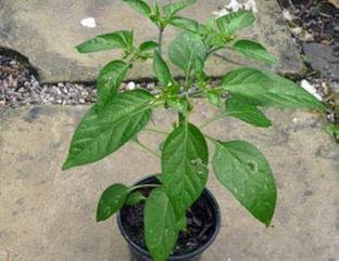 ABEFARIYA Chilli Spices Plant