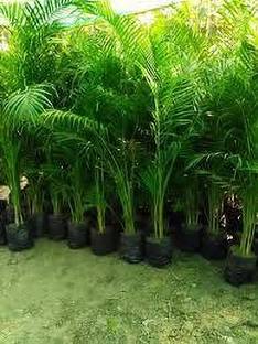 ZOOMGREEN Areca Palm