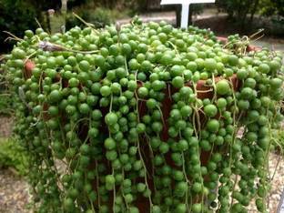 Tha live root befariya Rosemary Plant