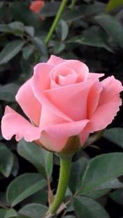seedito Rose Plant